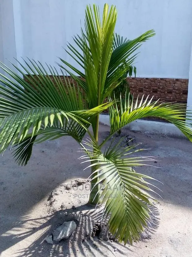 Landscaping and Gardening · Photo 1