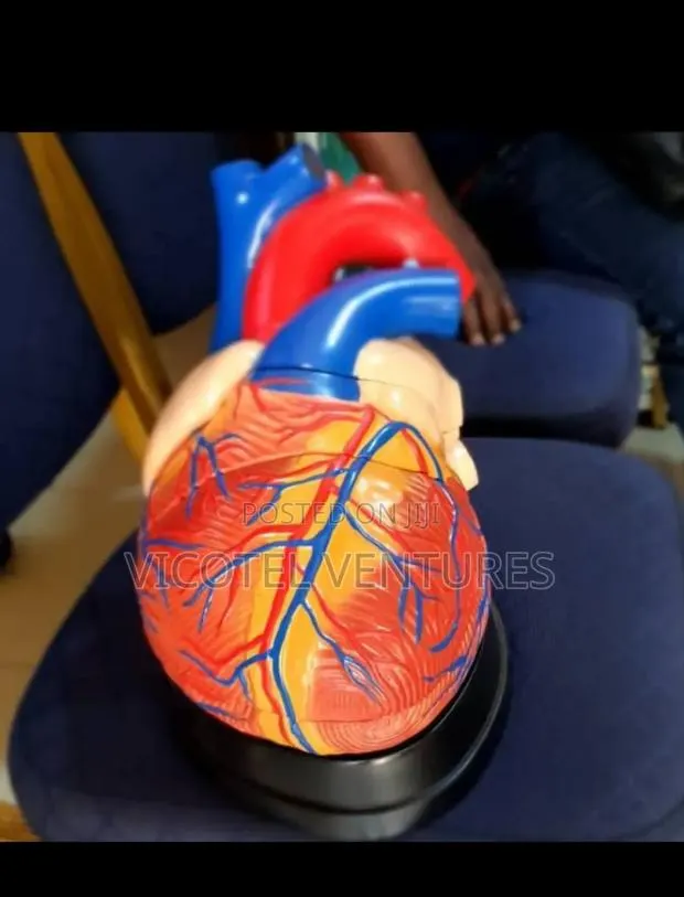 Heart Model · Photo 1