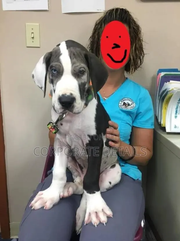 1-3 months Male Purebred Great Dane · Photo 1