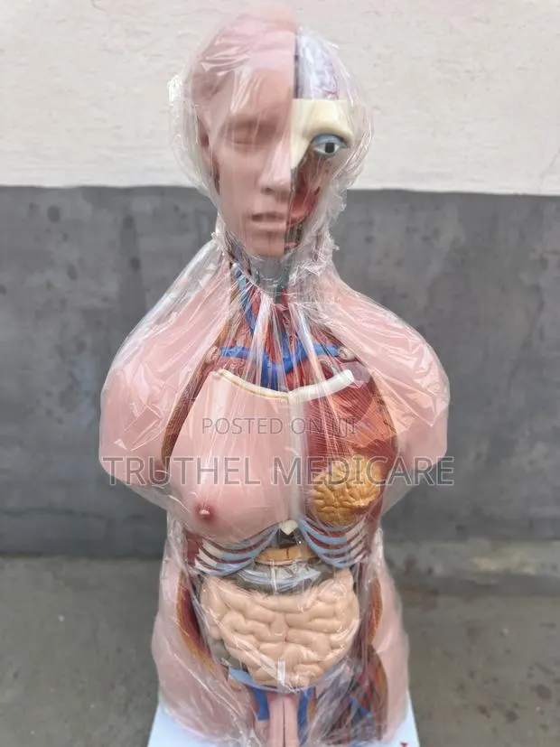 Full Human Torso Anatomy - 23parts (Unisex) · Photo 1