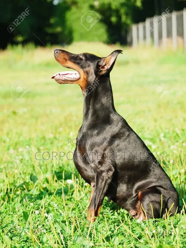 1+ year Male Purebred Doberman Pinscher · Photo 1