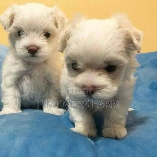 1-3 months Female Purebred Maltese · Photo 1