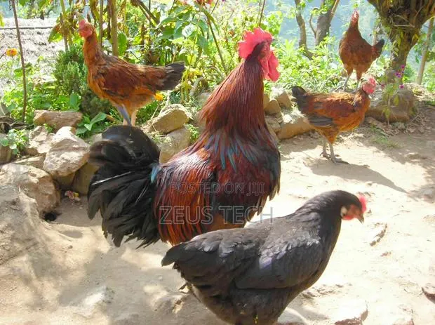 Matured Local Fowl for Sale – Healthy Local Cocks Hens · Photo 1