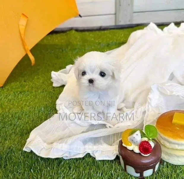 1-3 months Male Purebred Maltese · Photo 1