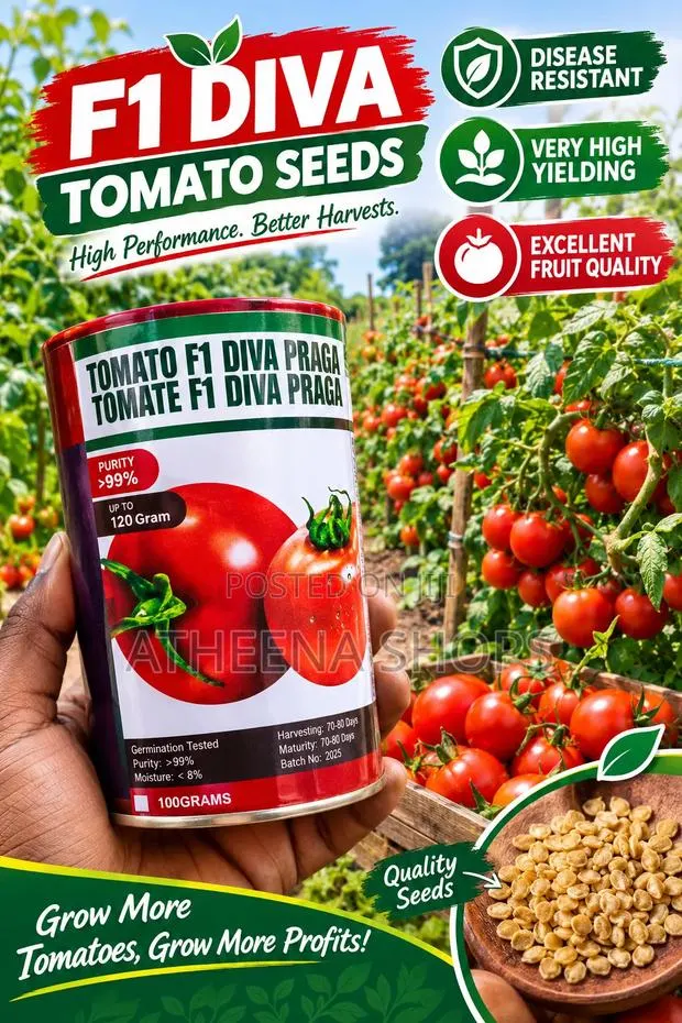F1 Tomato Seeds (50grams) · Photo 1
