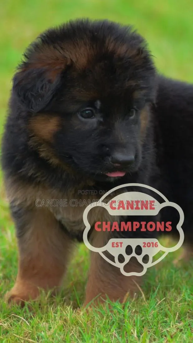 1-3 months Female Purebred German Shepherd · Photo 1