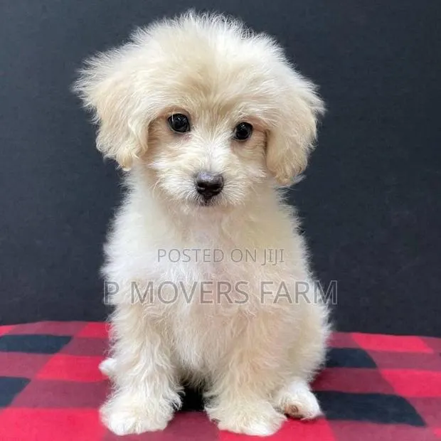 1-3 months Male Purebred Poodle · Photo 1