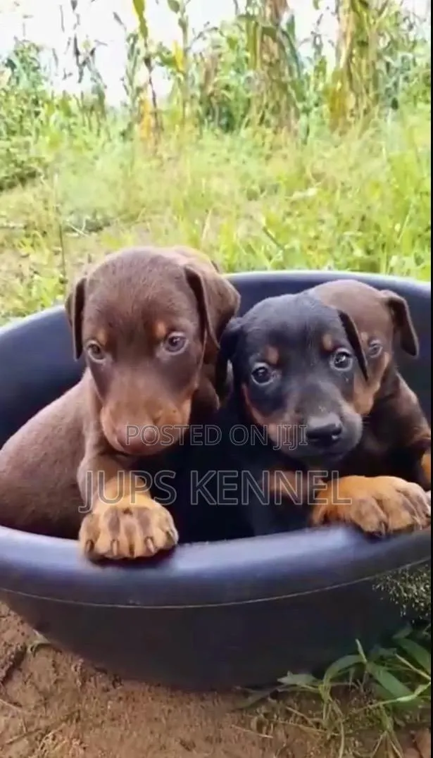 1-3 months Female Purebred Doberman Pinscher · Photo 1