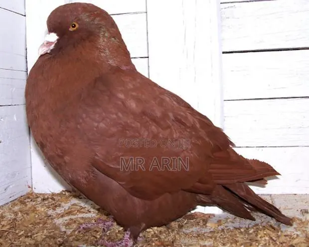 Home of All Kinds of Pigeons · Photo 1