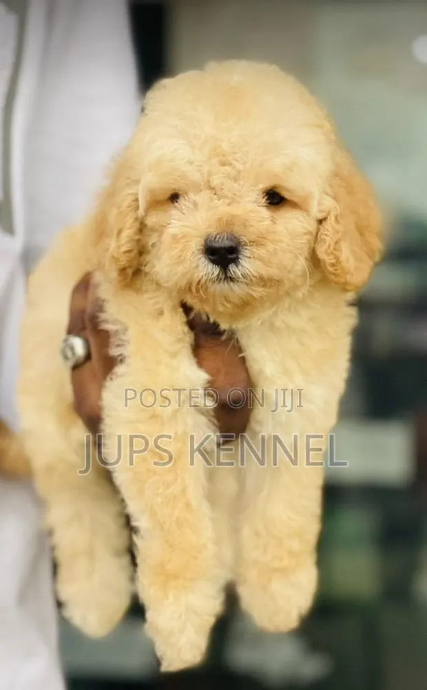 1-3 months Female Purebred Poodle · Photo 2
