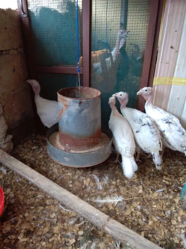 Young Turkeys for Sale · Photo 1