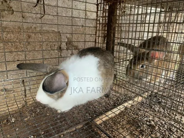 High-Breed Chinchilla for Sale · Photo 1