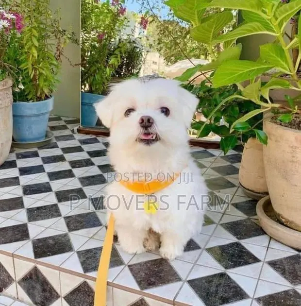 1-3 months Female Purebred Poodle · Photo 1