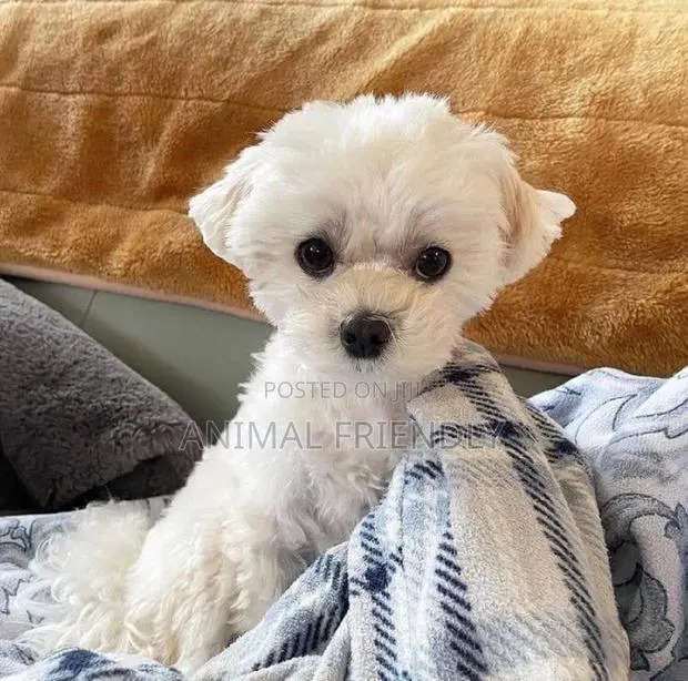 1-3 months Female Purebred Poodle · Photo 1