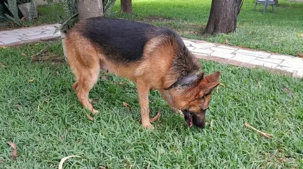 6-12 months Female Purebred German Shepherd · Photo 1