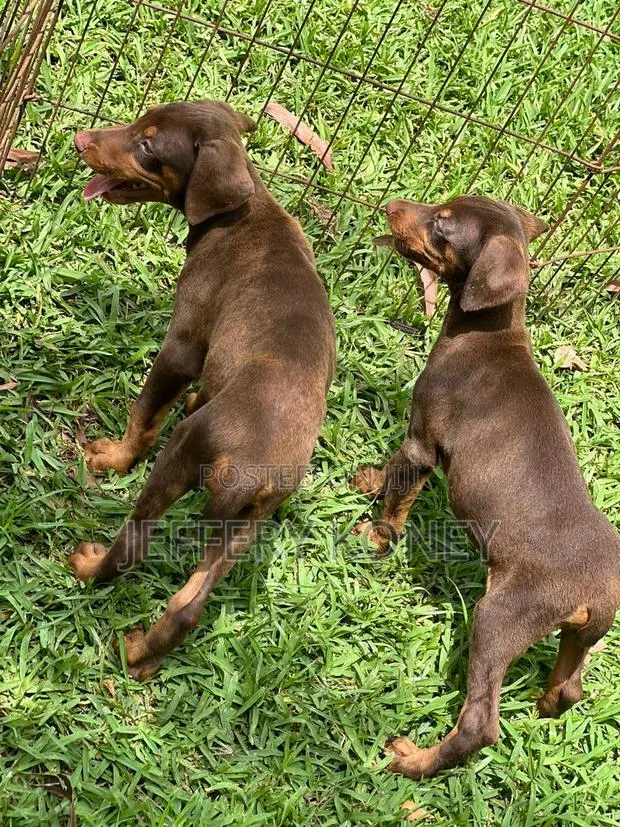 1-3 months Female Purebred Doberman Pinscher · Photo 1