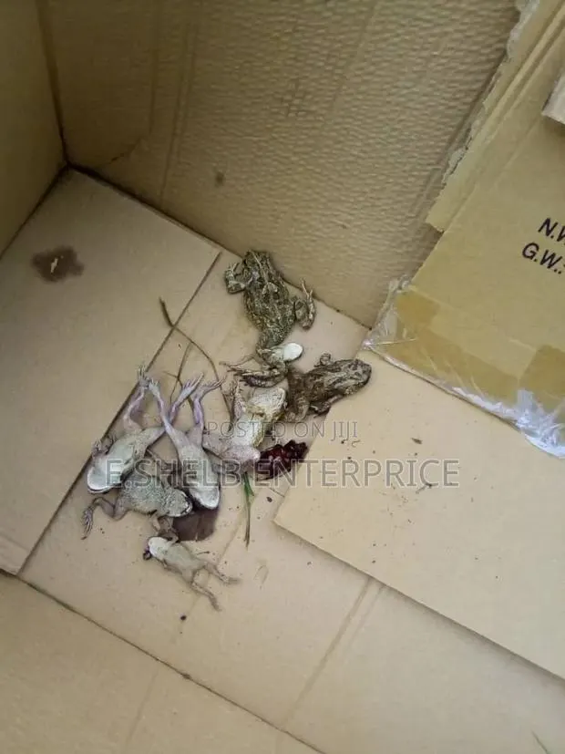 Fumigation,pest Control,cleaning and Disinfection Services · Photo 2