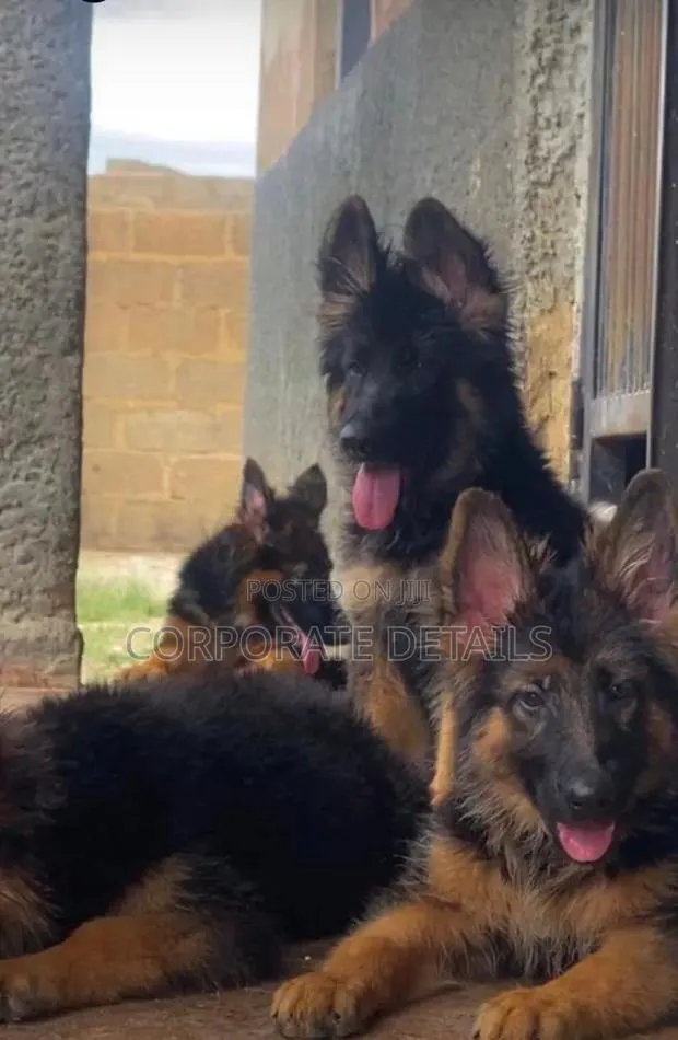 1-3 months Male Purebred German Shepherd · Photo 1
