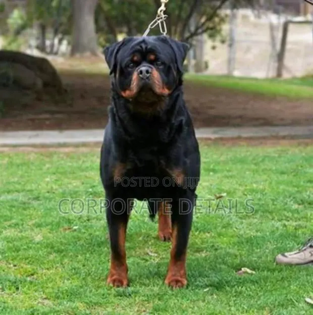 1+ year Male Purebred Rottweiler · Photo 1