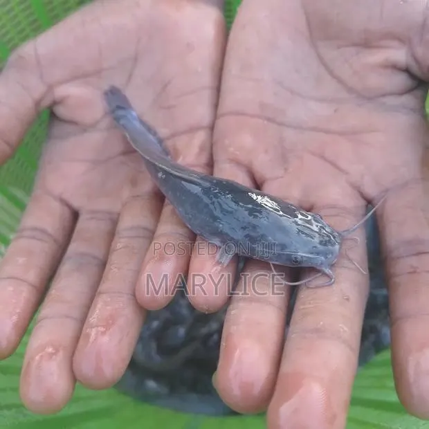 Fast-Growing Catfish Jumbo Size Available · Photo 1