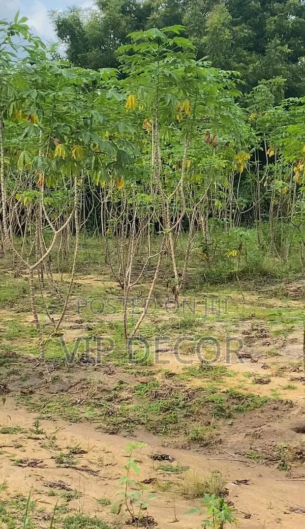 Gari, Ethanol Cassava · Photo 1