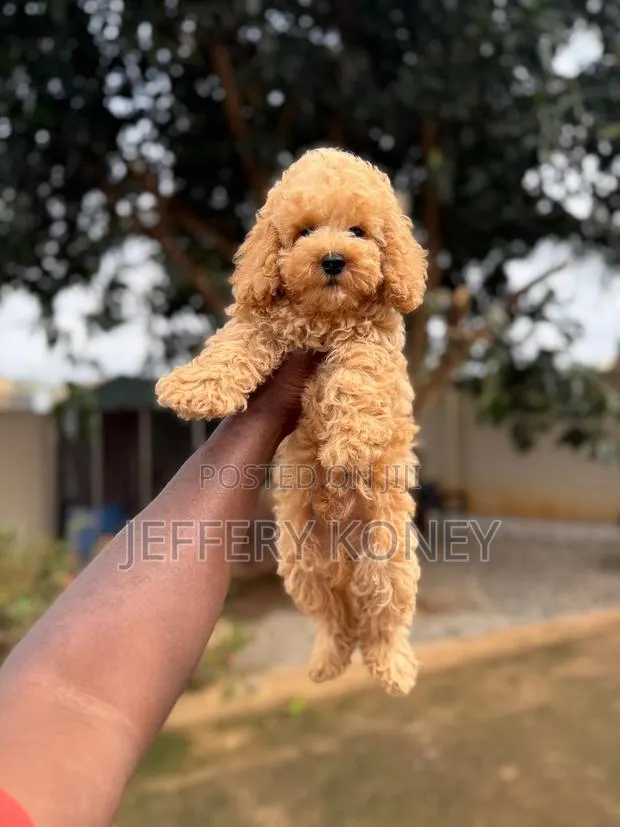 1-3 months Male Purebred Poodle · Photo 1