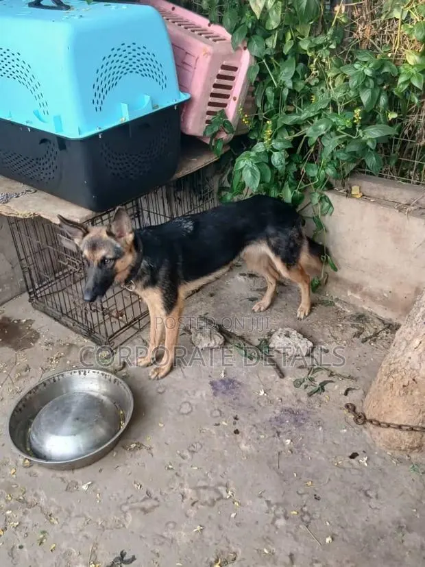 6-12 months Female Purebred German Shepherd · Photo 1