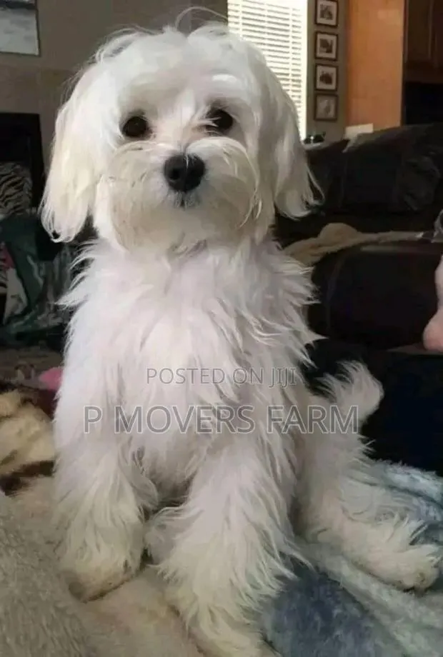 1-3 months Male Purebred Maltese · Photo 1