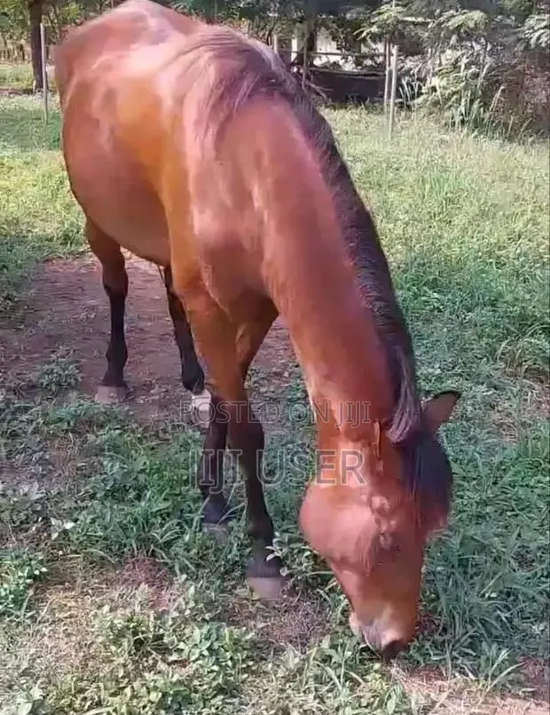 Horse Gelding and Mare · Photo 1
