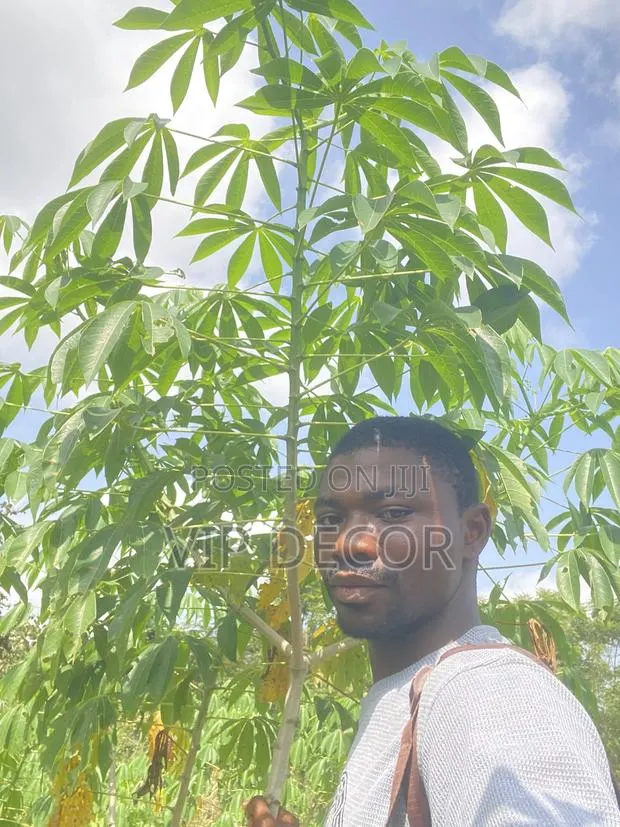 Many Acres of Cassava Available for Ethanol, Gari, Kokonte, · Photo 2