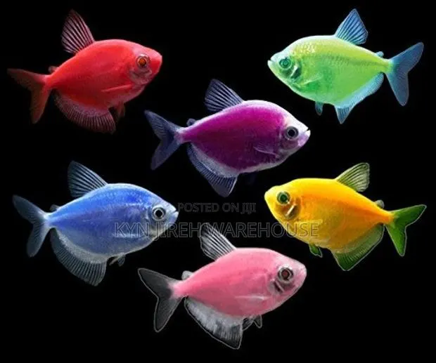 Tetra Fish · Photo 1
