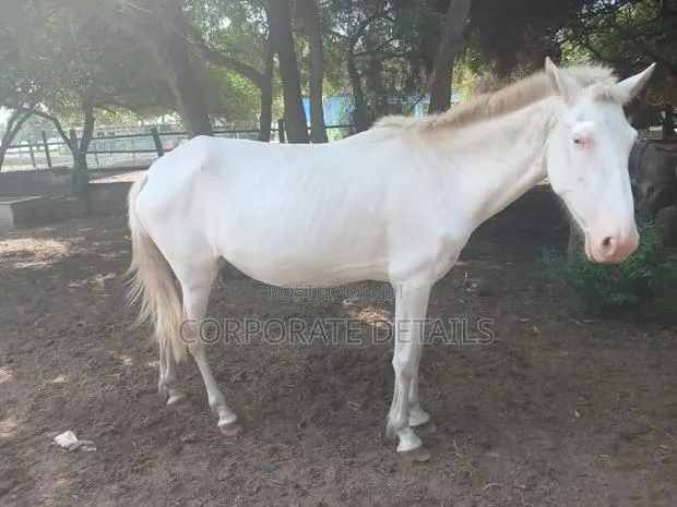 Horses (White) · Photo 2