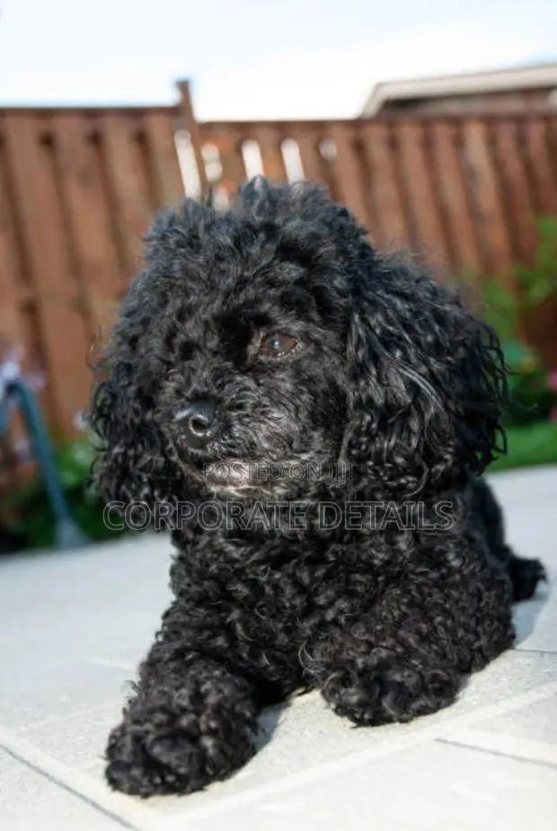 1-3 months Male Purebred Poodle · Photo 1