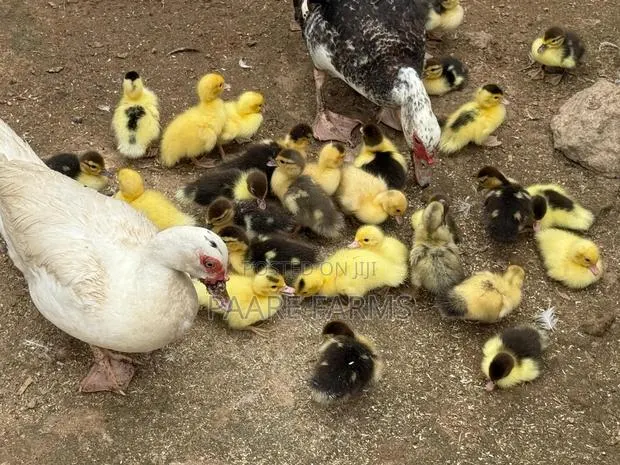 Muscovy Ducklings · Photo 1