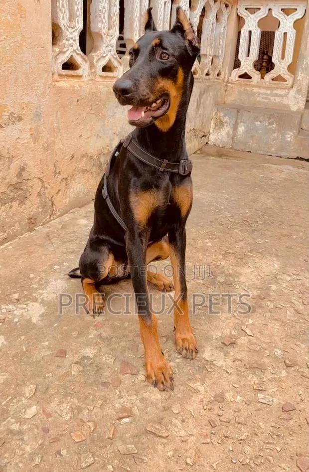 6-12 Months Female Purebred Doberman Pinscher · Photo 1