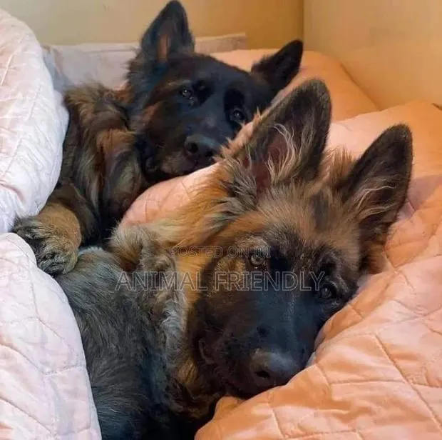1-3 months Female Purebred German Shepherd · Photo 1