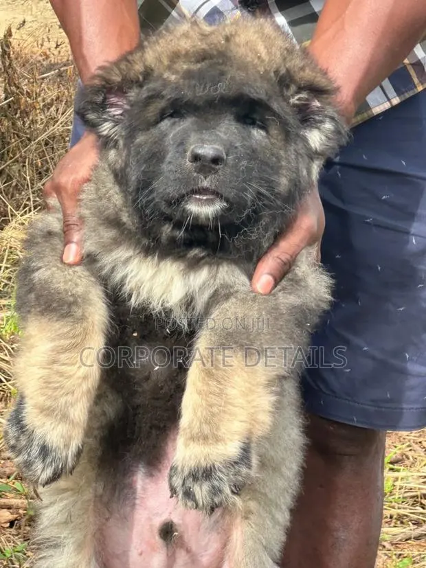 1-3 months Female Purebred Caucasian Shepherd · Photo 1