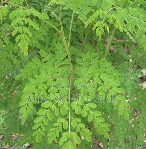 Moringa and Noni Seedlings · Photo 3