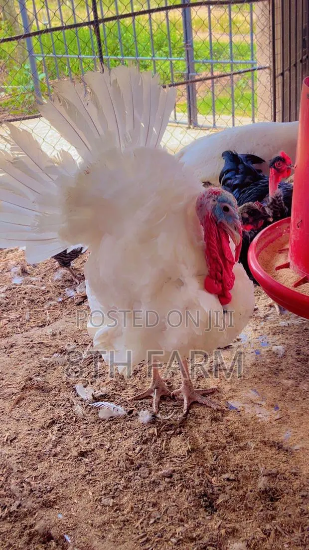 Matured Male Foreign Turkey · Photo 1