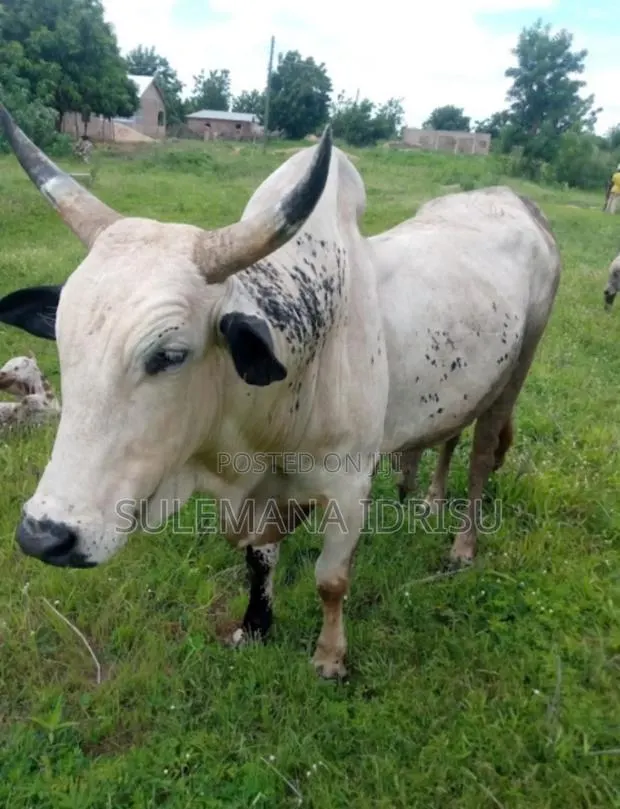Strong and Big Cows · Photo 1