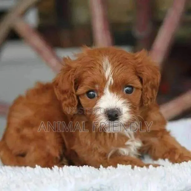 1-3 months Female Purebred Poodle · Photo 1