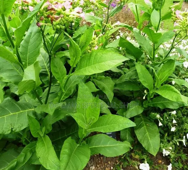 Bonto Leaves · Photo 2