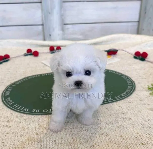 1-3 months Male Purebred Poodle · Photo 1