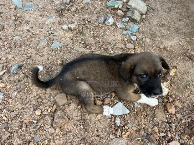 3-6 months Female Mixed Breed Boerboel · Photo 1