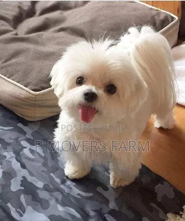 1-3 months Female Purebred Lhasa Apso · Photo 1