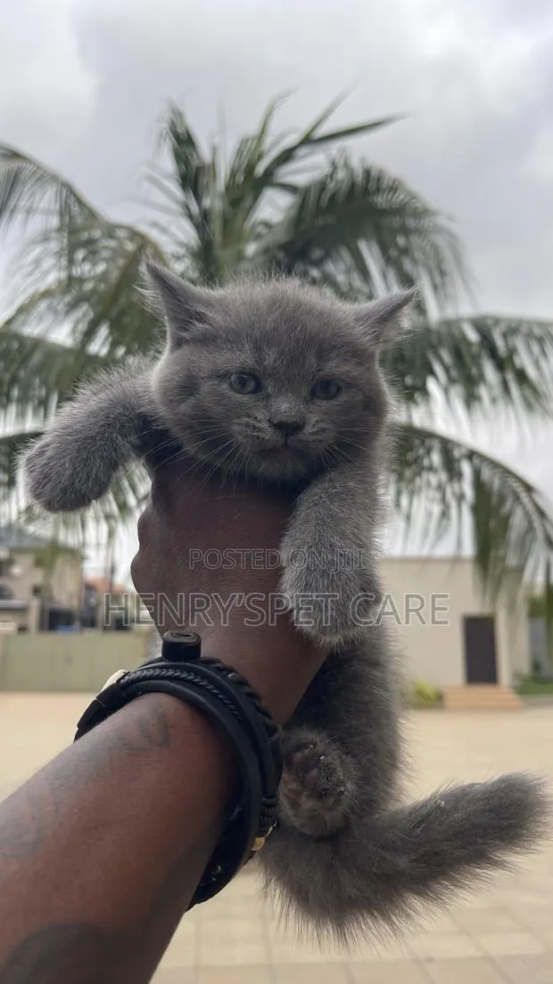 1-3 months Female Purebred British Shorthair