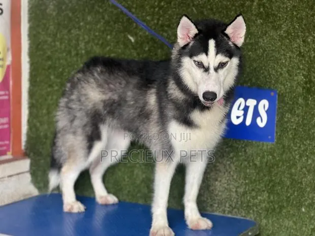 6-12 months Female Purebred Siberian Husky · Photo 1