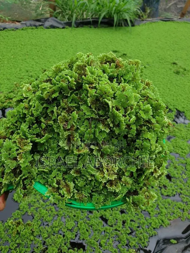 Azolla Seeds · Photo 3