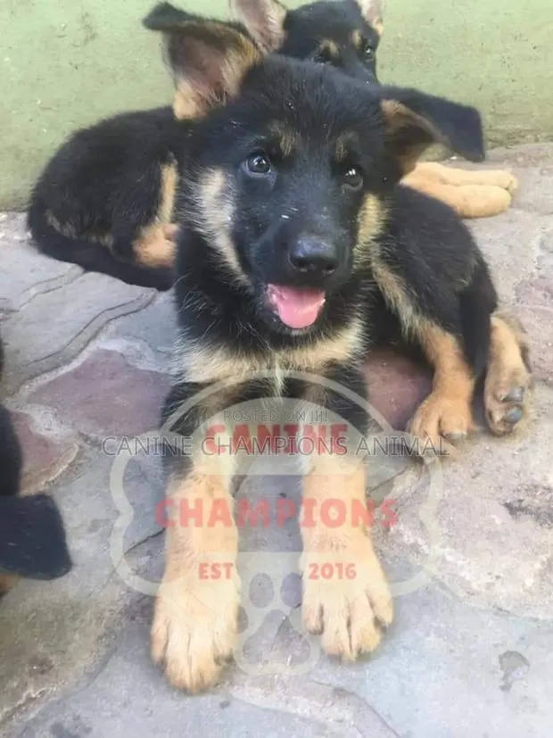 1-3 months Female Purebred German Shepherd · Photo 1
