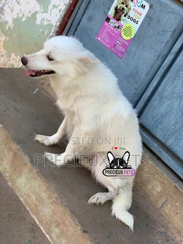 1+ year Female Purebred American Eskimo · Photo 1
